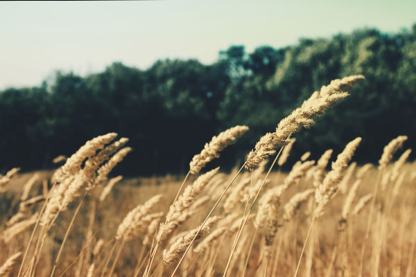 手机版ddos攻击器